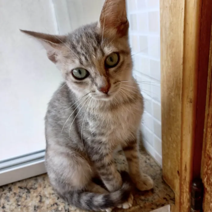 Gato ra a SRD-ViraLata idade 2 a 6 meses nome Ming bb2meses linda gatinha 