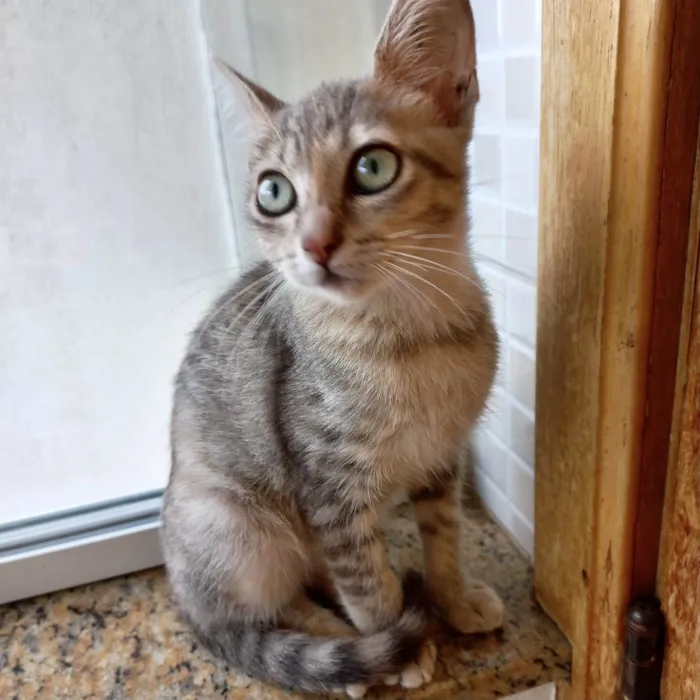Gato ra a SRD-ViraLata idade 2 a 6 meses nome Ming bb2meses linda gatinha 