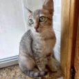Ming bb2meses linda gatinha