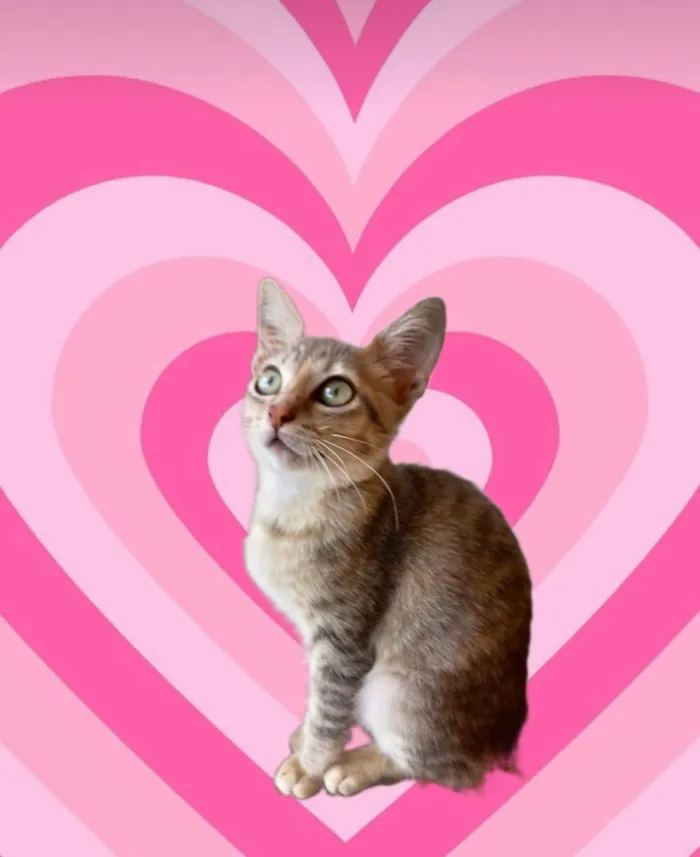 Gato ra a SRD-ViraLata idade 2 a 6 meses nome Ming bb2meses linda gatinha 