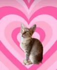 Ming bb2meses linda gatinha