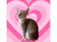 Ming bb2meses linda gatinha