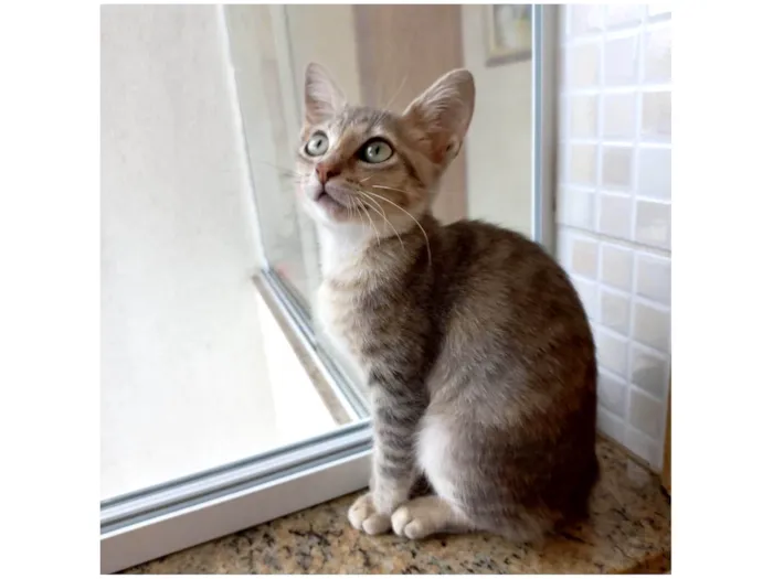 Gato ra a SRD-ViraLata idade 2 a 6 meses nome Ming bb2meses linda gatinha 