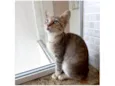 Ming bb2meses linda gatinha