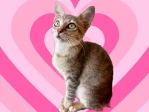 Gato raça SRD-ViraLata idade 2 a 6 meses nome Ming bb2meses linda gatinha 
