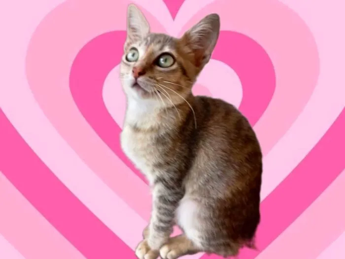 Gato ra a SRD-ViraLata idade 2 a 6 meses nome Ming bb2meses linda gatinha 