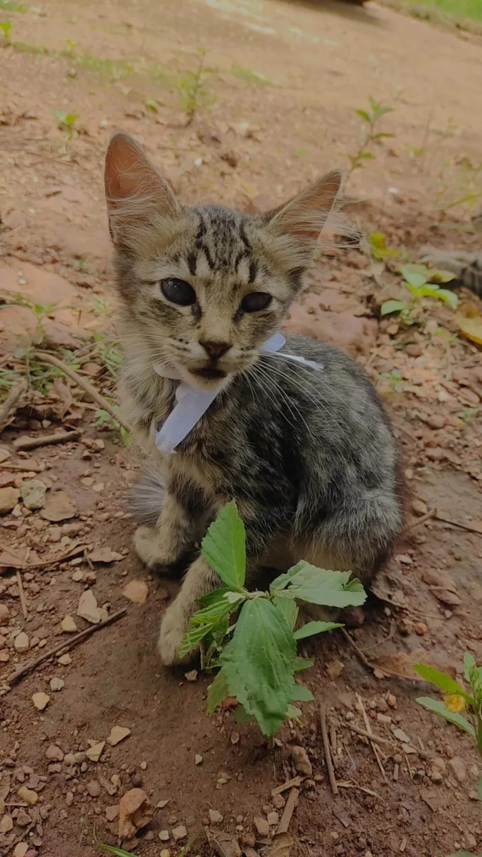 Gato ra a SRD-ViraLata idade 2 a 6 meses nome Mabel e Hana 