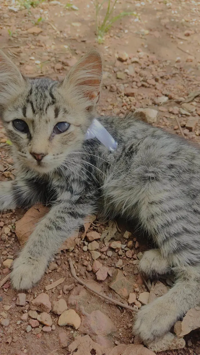 Gato ra a SRD-ViraLata idade 2 a 6 meses nome Mabel e Hana 