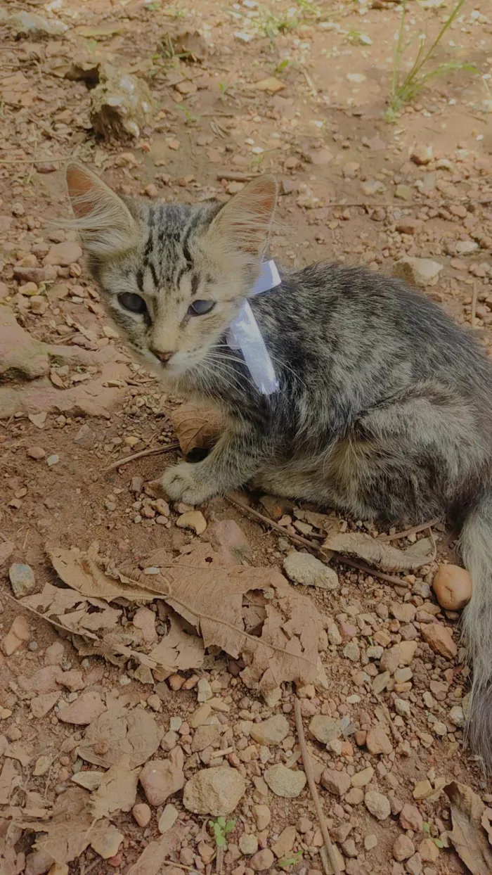 Gato ra a SRD-ViraLata idade 2 a 6 meses nome Mabel e Hana 