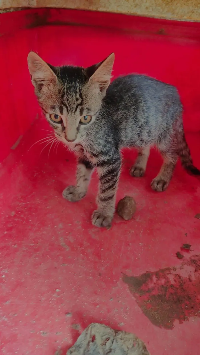 Gato ra a SRD-ViraLata idade 2 a 6 meses nome Mabel e Hana 