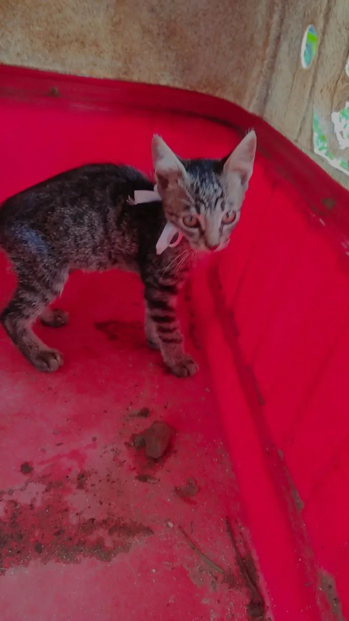 Gato ra a SRD-ViraLata idade 2 a 6 meses nome Mabel e Hana 