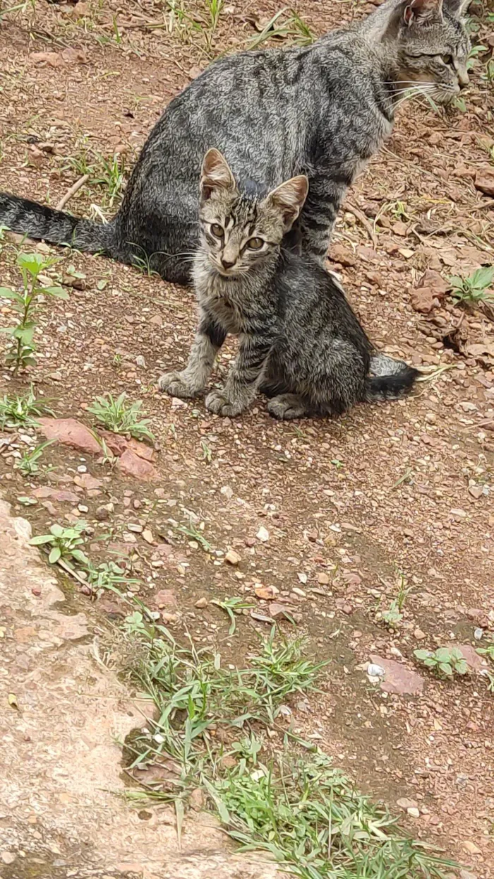 Gato ra a SRD-ViraLata idade 2 a 6 meses nome Mabel e Hana 