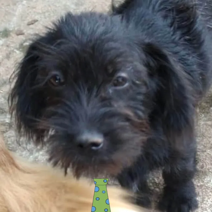 Cachorro ra a Mestico  idade 7 a 11 meses nome Duke 