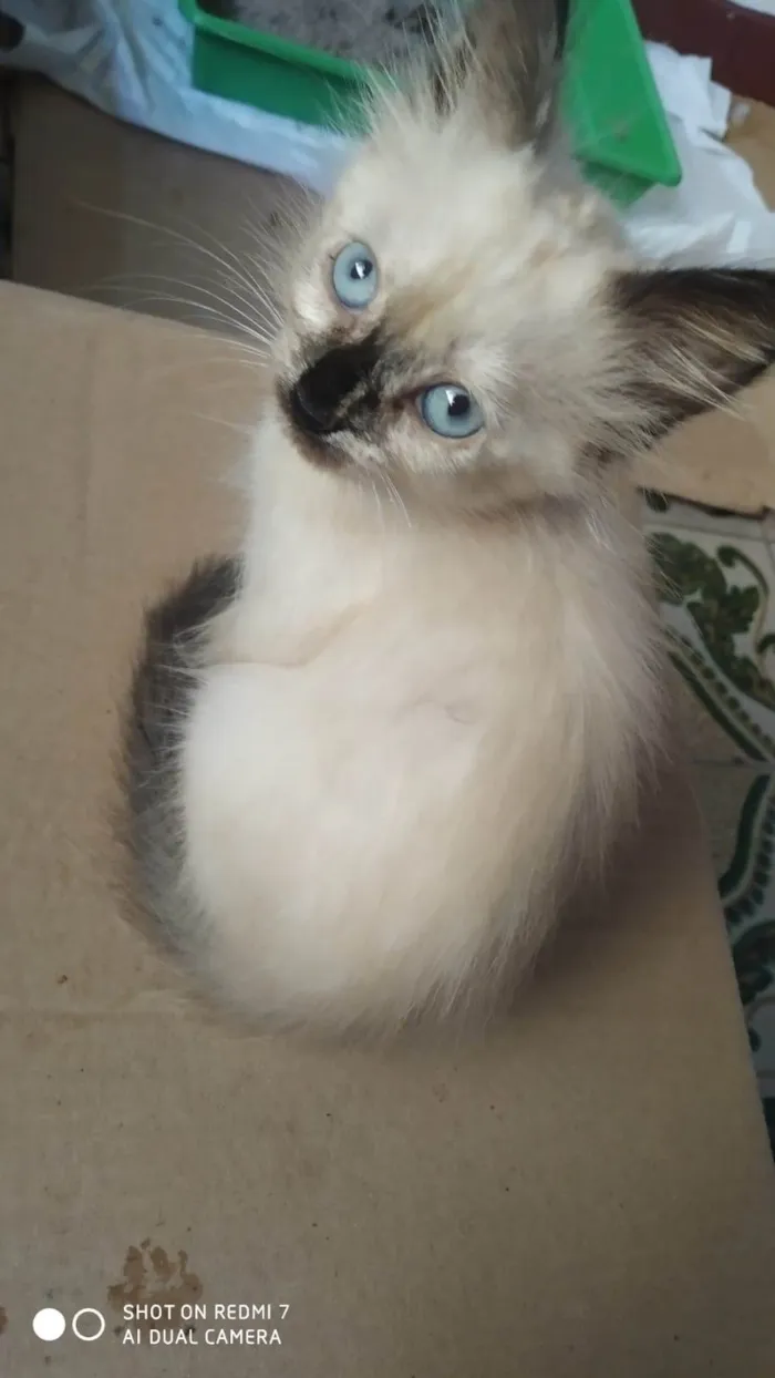 Gato ra a SRD-ViraLata idade Abaixo de 2 meses nome Frida