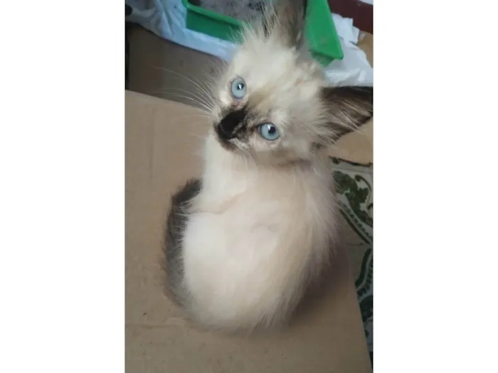 Gato ra a SRD-ViraLata idade Abaixo de 2 meses nome Frida