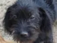 Duke 