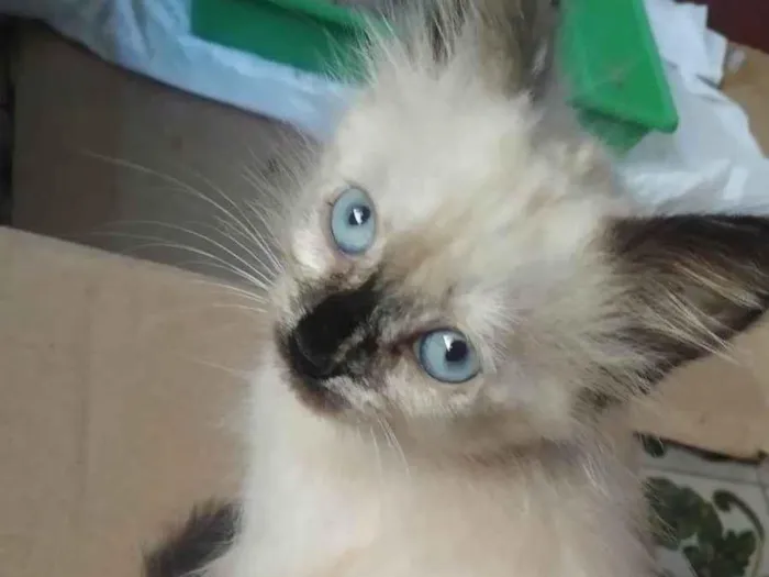 Gato ra a SRD-ViraLata idade Abaixo de 2 meses nome Frida