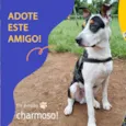 Pipoca