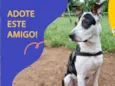 Pipoca