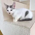 Sakê bb2meses