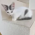 Sakê bb2meses