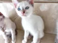 Suki bb2meses linda