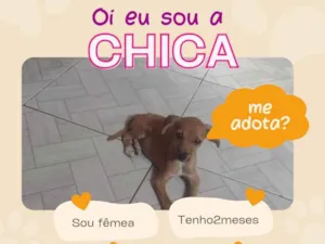 Cachorro raça SRD-ViraLata idade 2 a 6 meses nome Chica