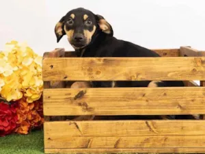 Cachorro raça SRD-ViraLata idade 2 a 6 meses nome Sol 