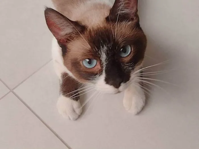 Gato ra a  idade 4 anos nome Mimi 