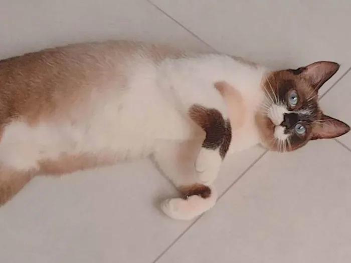 Gato ra a  idade 4 anos nome Mimi 