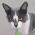 Rhamon