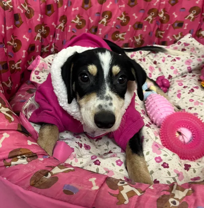 Cachorro ra a SRD-ViraLata idade 2 a 6 meses nome Nenê