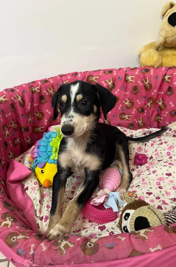 Cachorro ra a SRD-ViraLata idade 2 a 6 meses nome Nenê