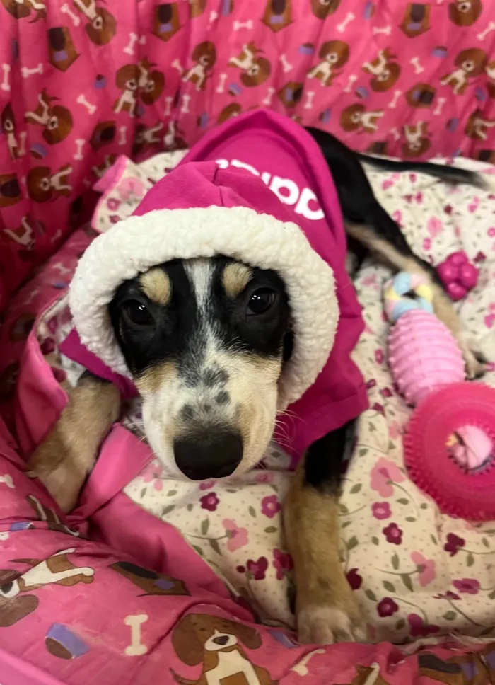 Cachorro ra a SRD-ViraLata idade 2 a 6 meses nome Nenê