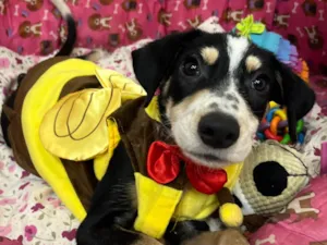 Cachorro raça SRD-ViraLata idade 2 a 6 meses nome Nenê