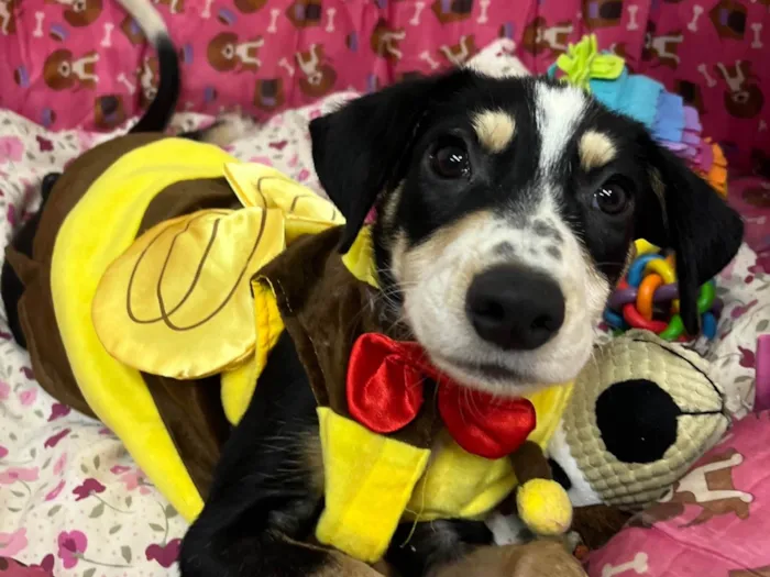 Cachorro ra a SRD-ViraLata idade 2 a 6 meses nome Nenê
