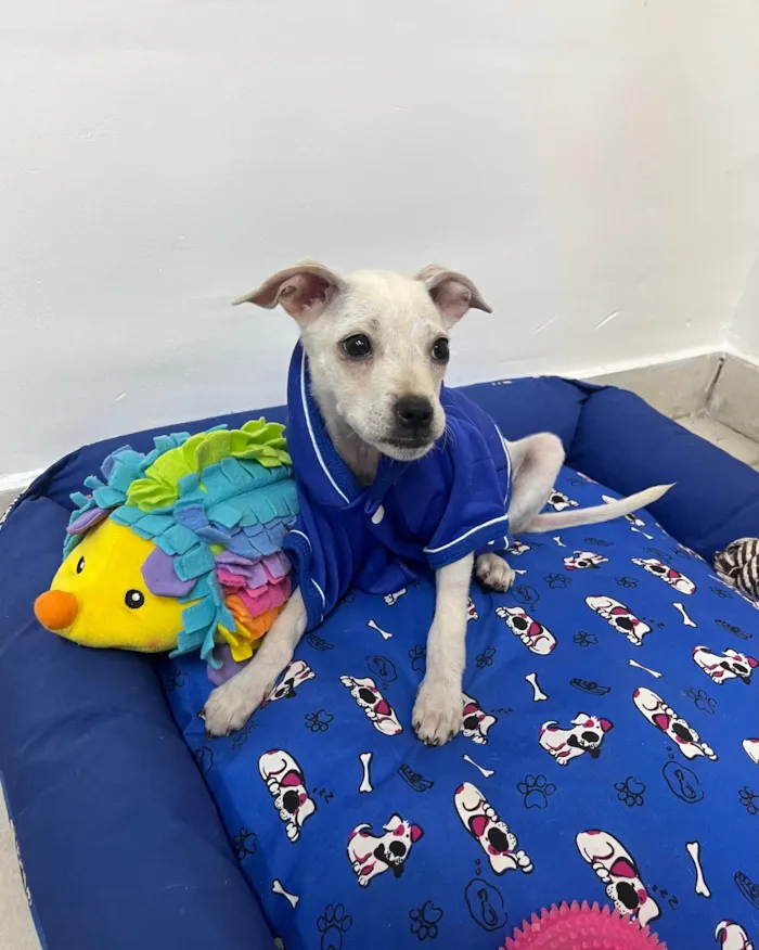 Cachorro ra a SRD-ViraLata idade 2 a 6 meses nome Banzé 