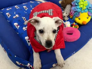 Cachorro raça SRD-ViraLata idade 2 a 6 meses nome Banzé 