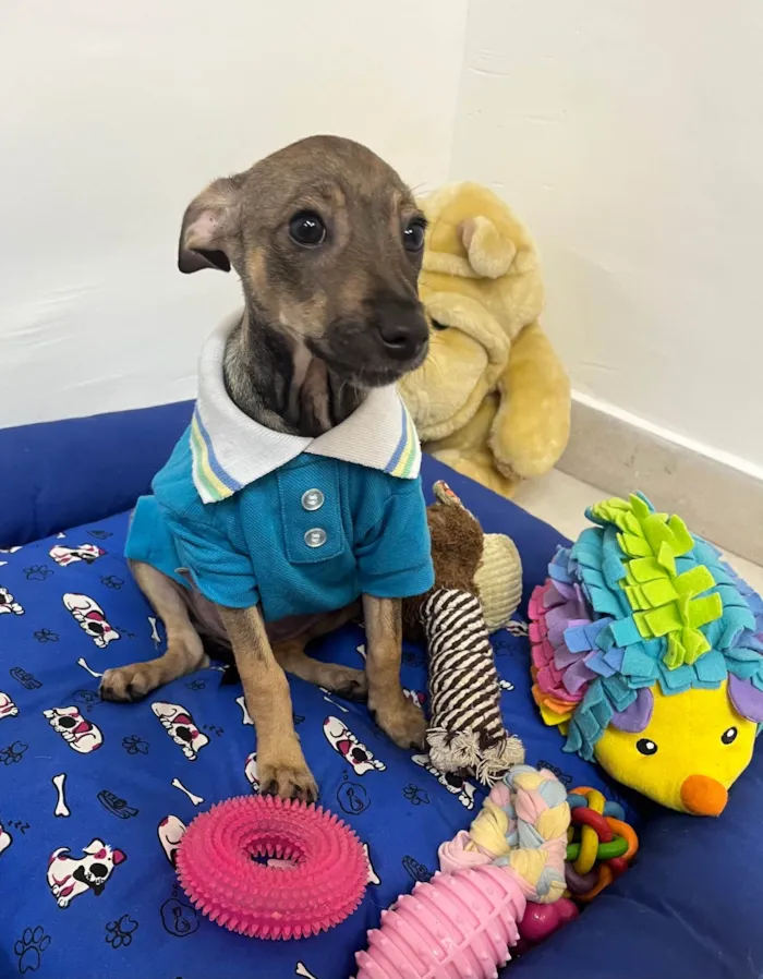 Cachorro ra a SRD-ViraLata idade 2 a 6 meses nome Bee