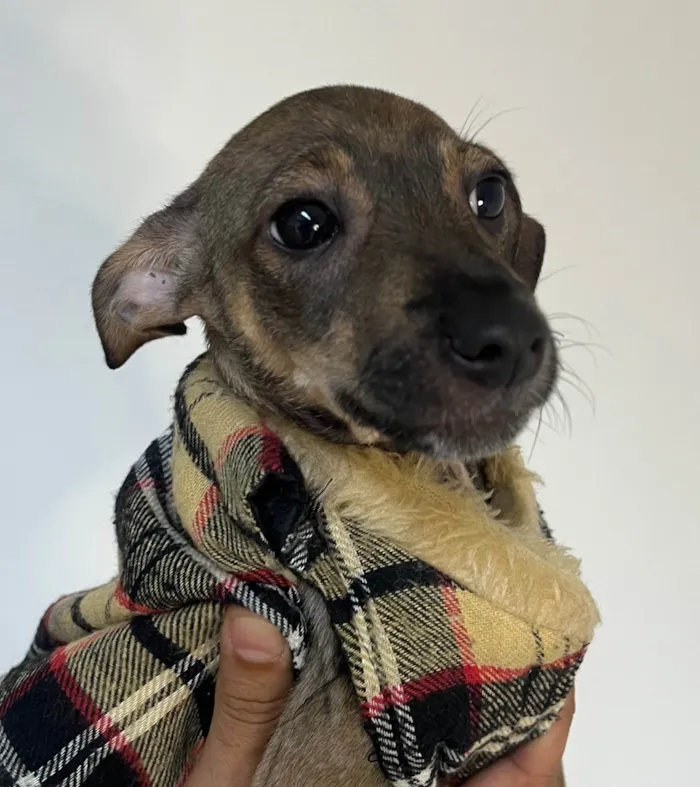Cachorro ra a SRD-ViraLata idade 2 a 6 meses nome Bee
