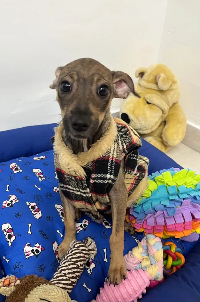 Cachorro ra a SRD-ViraLata idade 2 a 6 meses nome Bee