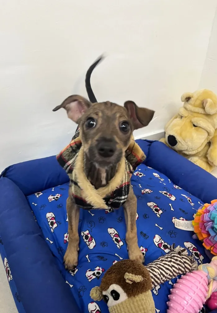 Cachorro ra a SRD-ViraLata idade 2 a 6 meses nome Bee