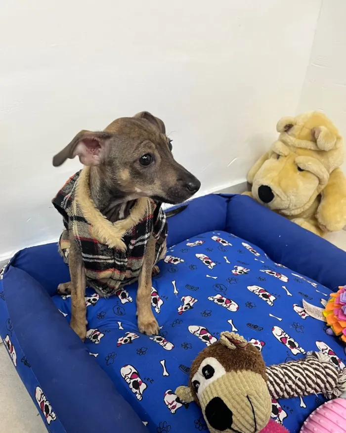 Cachorro ra a SRD-ViraLata idade 2 a 6 meses nome Bee