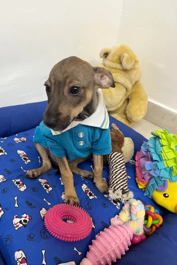 Cachorro ra a SRD-ViraLata idade 2 a 6 meses nome Bee