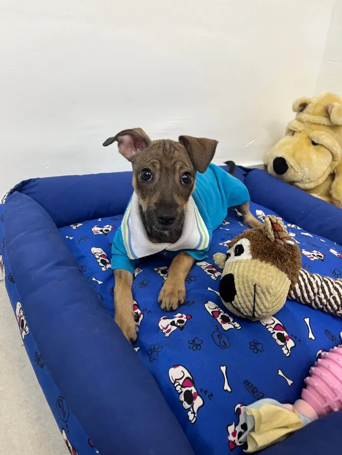 Cachorro ra a SRD-ViraLata idade 2 a 6 meses nome Bee