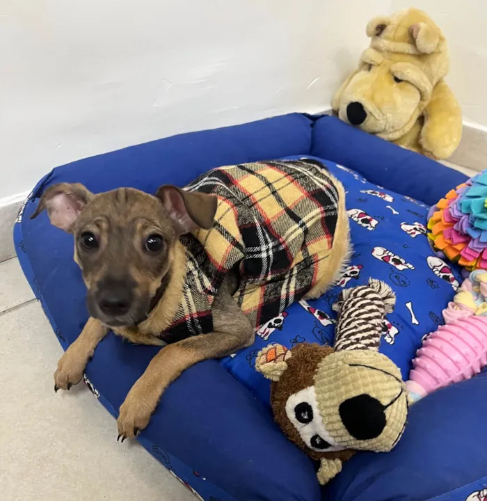 Cachorro ra a SRD-ViraLata idade 2 a 6 meses nome Bee