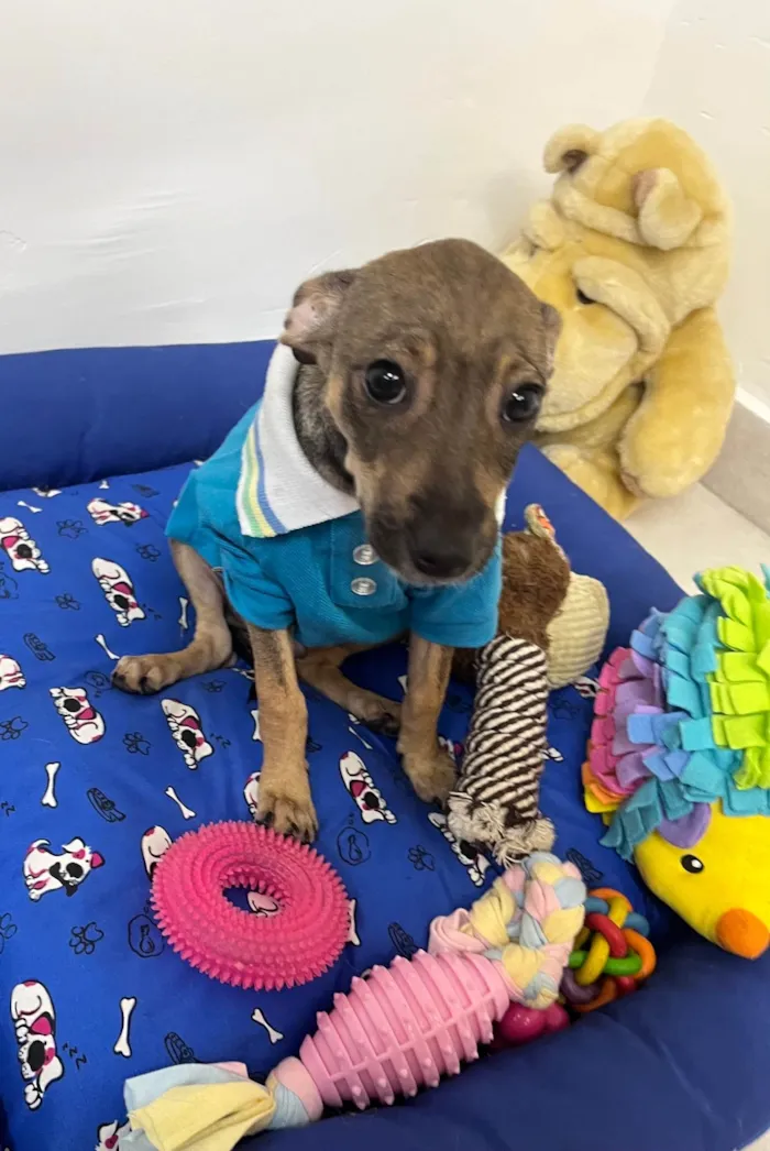 Cachorro ra a SRD-ViraLata idade 2 a 6 meses nome Bee