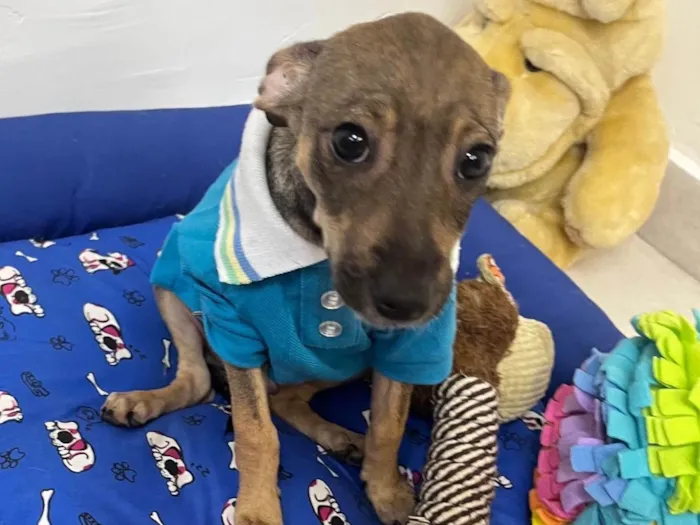 Cachorro ra a SRD-ViraLata idade 2 a 6 meses nome Bee