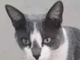 Rhamon