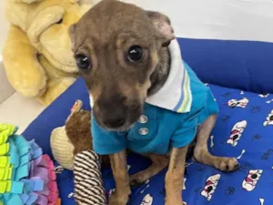 Cachorro raça SRD-ViraLata idade 2 a 6 meses nome Bee